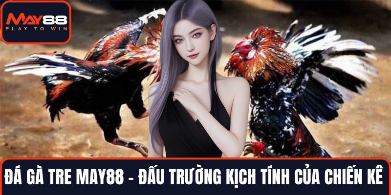 Đá gà tre MAY88